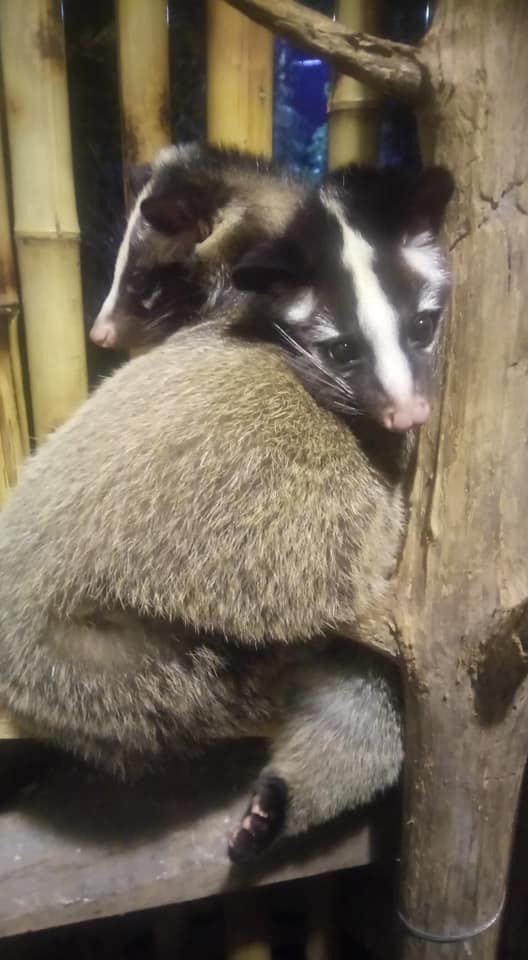 果子狸大量食用咖啡果實增胖,以儲存過冬所需的熱能。圖/張文田提供