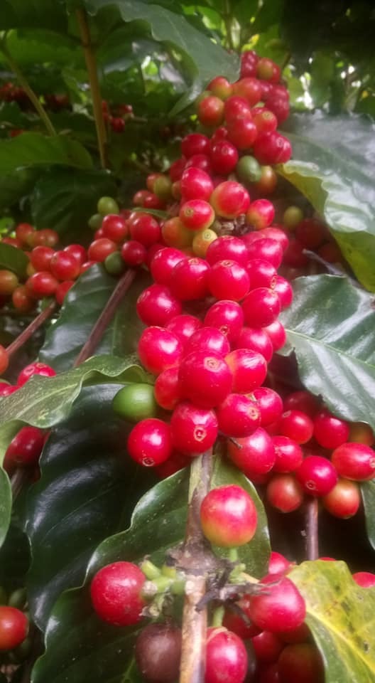 寒流來襲又降雨,日夜溫差大,造成咖啡裂果嚴重。圖/張文田提供