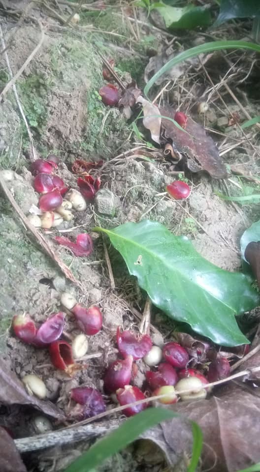 獼猴入侵咖啡園後的慘狀。圖/張文田提供