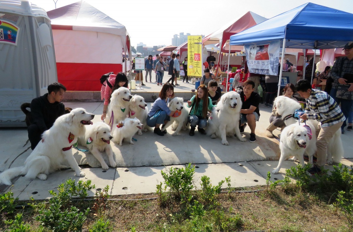 大白熊「毛寶貝團」聚飼料募集做公益最受矚目的犬種。高維奇/攝
