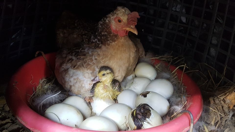 袁快田拿鴨蛋給母雞孵,小鴨如期破殼而出。圖/袁快田提供