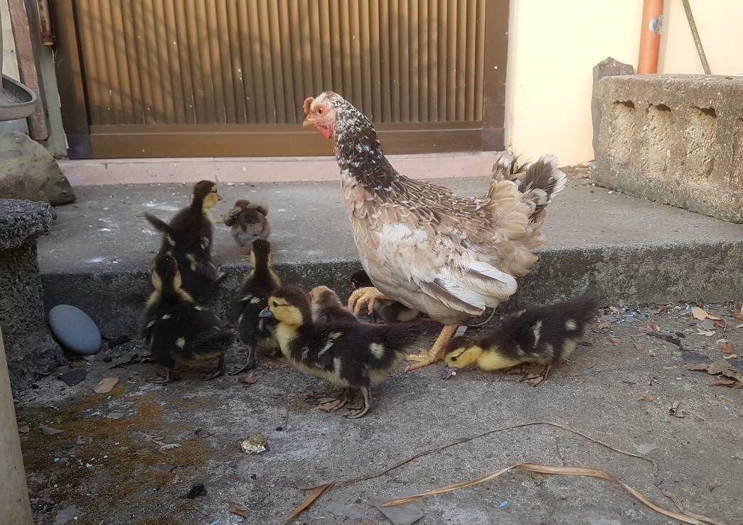 母雞同時帶著小雞和小鴨外出覓食。圖/袁快田提供