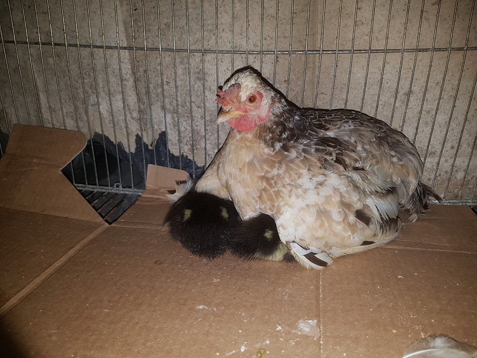 夜間小鴨會躲進母雞羽翼下保暖。圖／袁快田提供