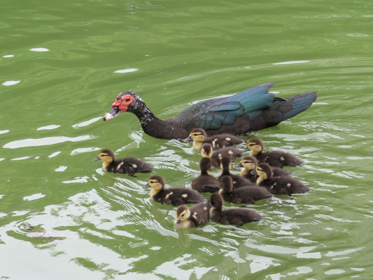 母鴨會帶小鴨游水,母雞看到所帶的小鴨下水,只能在旁乾著急。高維奇/攝