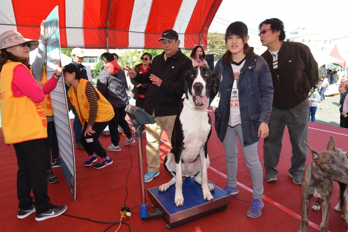 飼主參加「毛孩量體重做公益」十分踴躍，大丹坐上去馬上破表。高維奇/攝