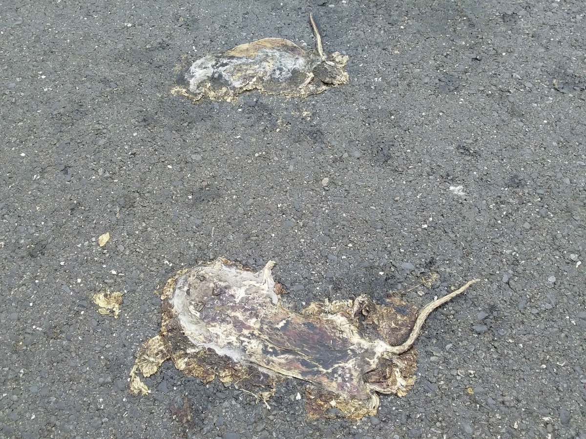 過往車輛頻繁，老鼠已被壓扁成乾屍。高維奇／攝