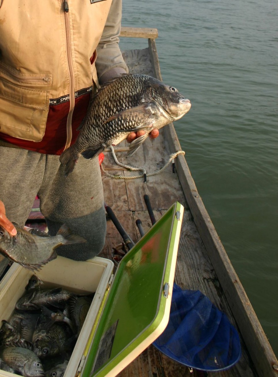 沿海一支釣，黑鯛是主力魚種。高維奇／攝