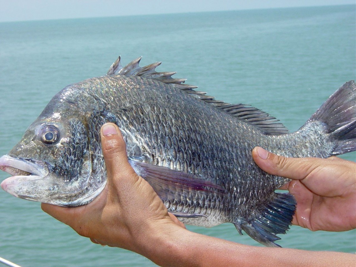 研究發現放生黑鯛魚苗在海中可以成長與成熟，甚至存活10年以上。