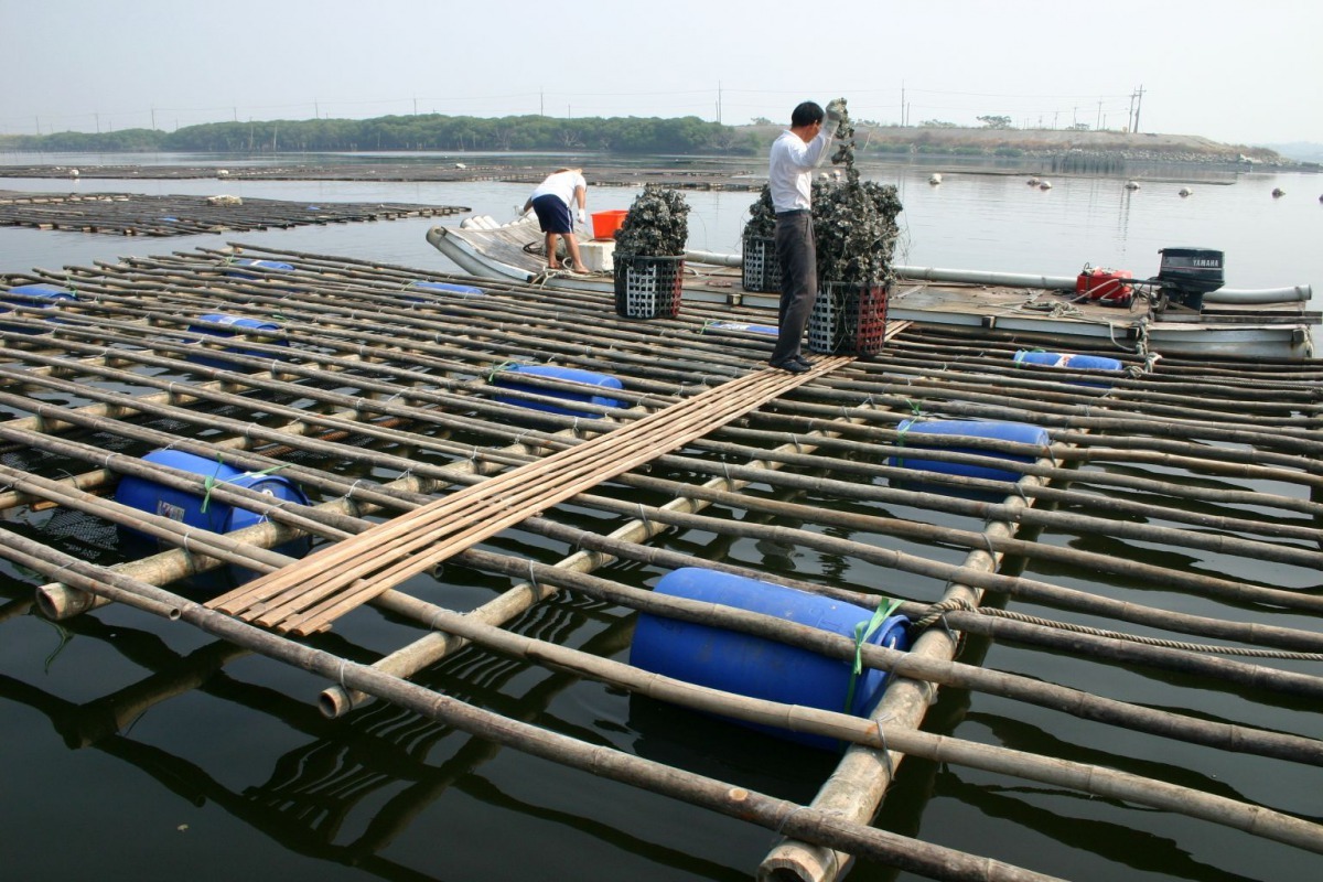 養蚵是台灣西南沿海重要的漁業，蚵棚具有聚魚效果。