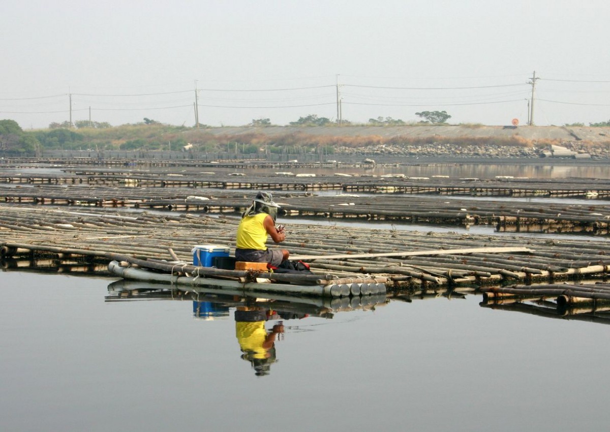 「蚵棚釣黑鯛」在西南沿海成為一種特有的釣魚方式。高維奇／攝