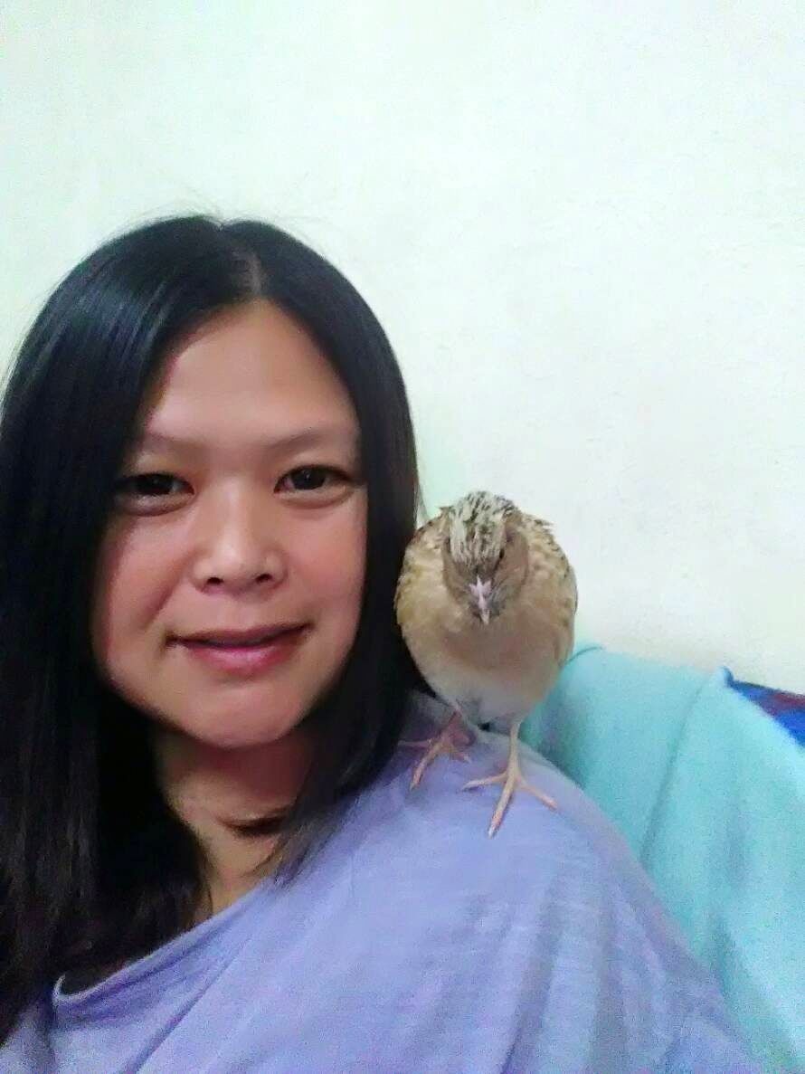 呂佩真發現養鵪鶉樂趣無窮。圖／呂佩真提供