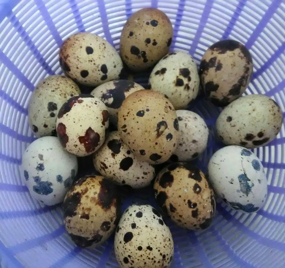 鳥蛋是消費極大的食品，大都是鵪鶉所生。圖／呂佩真提供