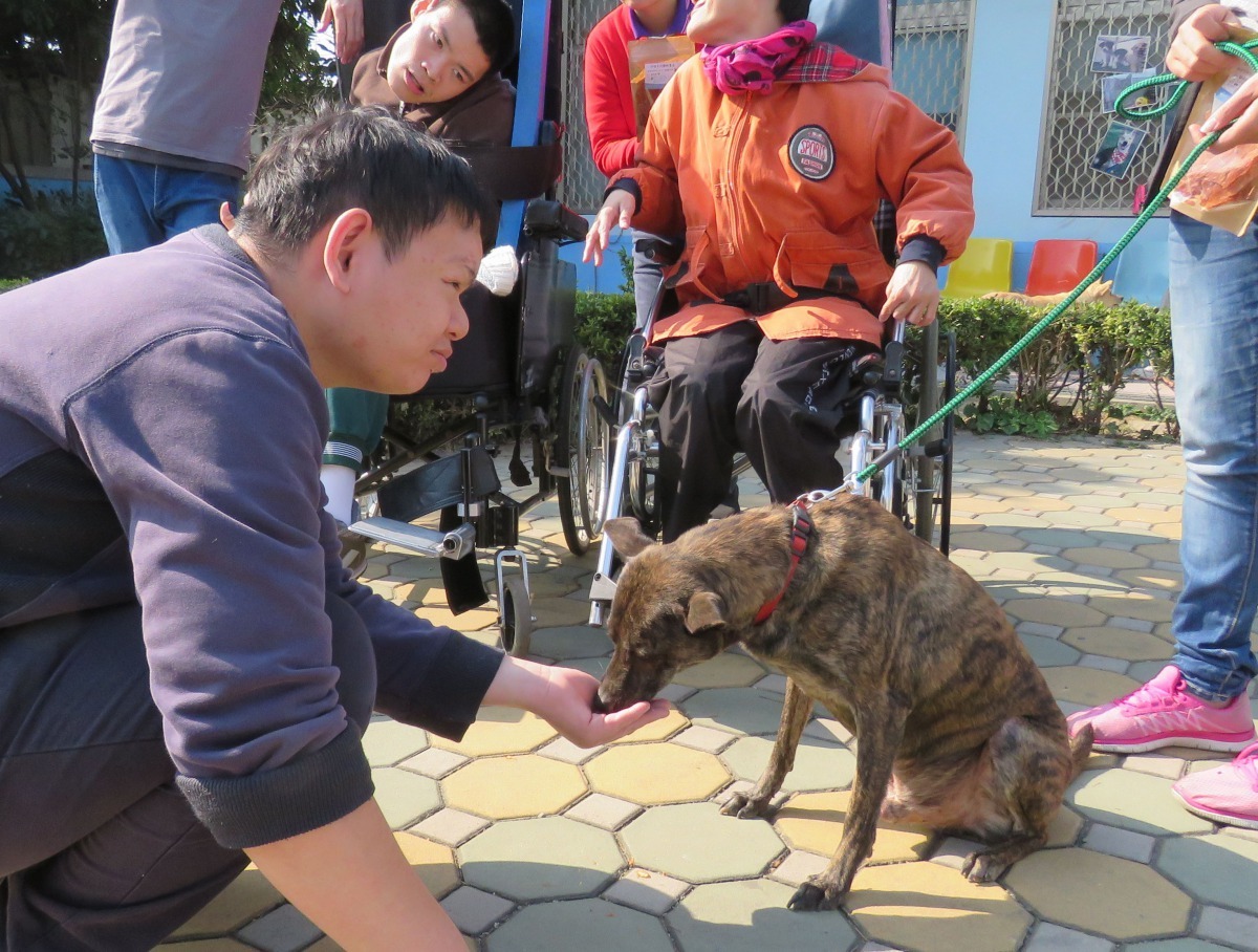 瑞復工作人員發現智青和寵物互動，除能幫助他(她)們開啟與周遭世界的互動。高維奇/攝