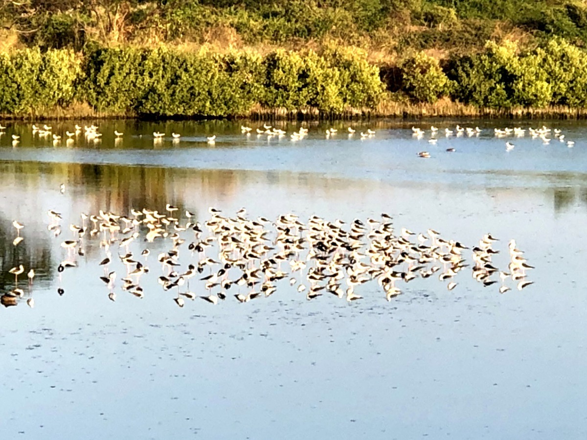 有鳥棲息是濕地生態良窳的指標。圖/張詔竣提供
