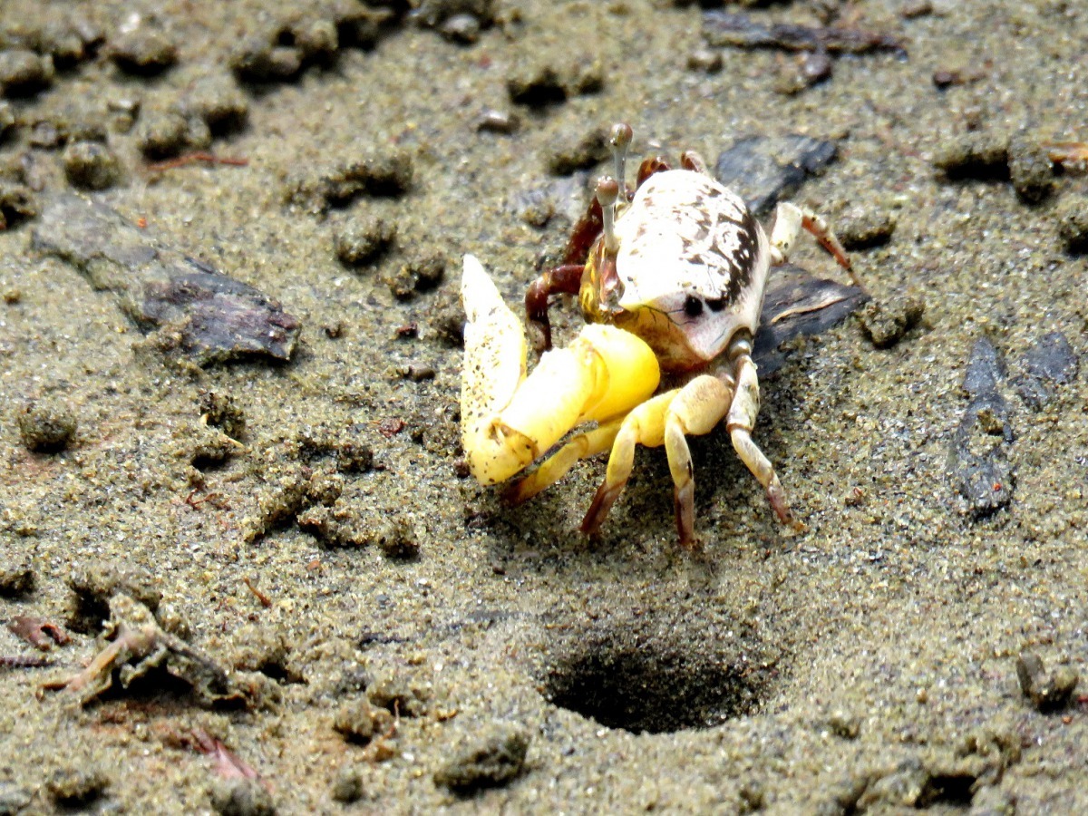 台南濕地類型多元,具備得天獨厚的自然條件及生態資源。高維奇/攝
