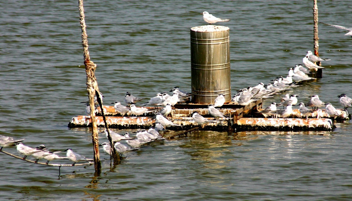 濕地保育就是生產、生活、生態的「三生」概念。高維奇/攝