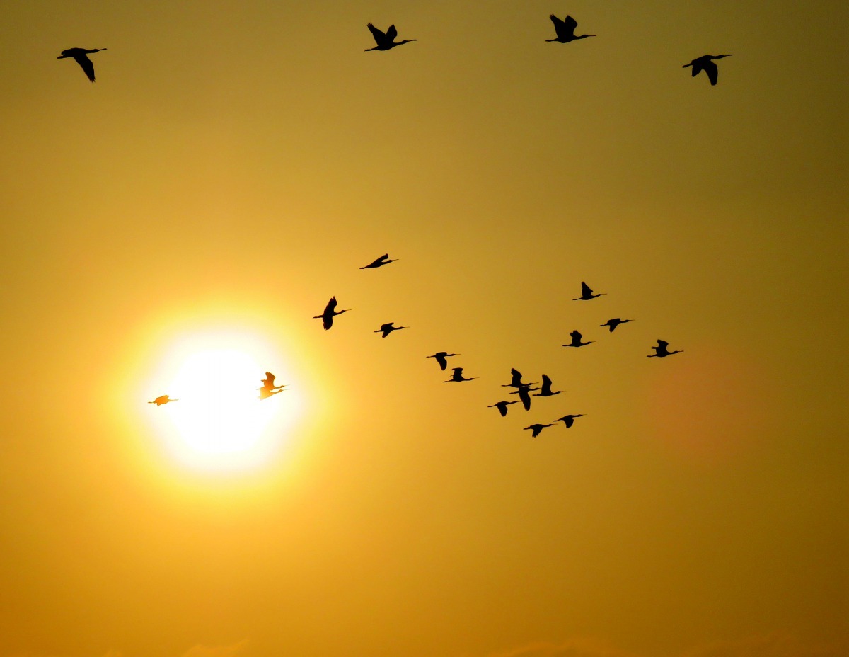 台南市長黃偉哲認為濕地所蘊含的知識文化及宗教美學價值無可估量。高維奇/攝