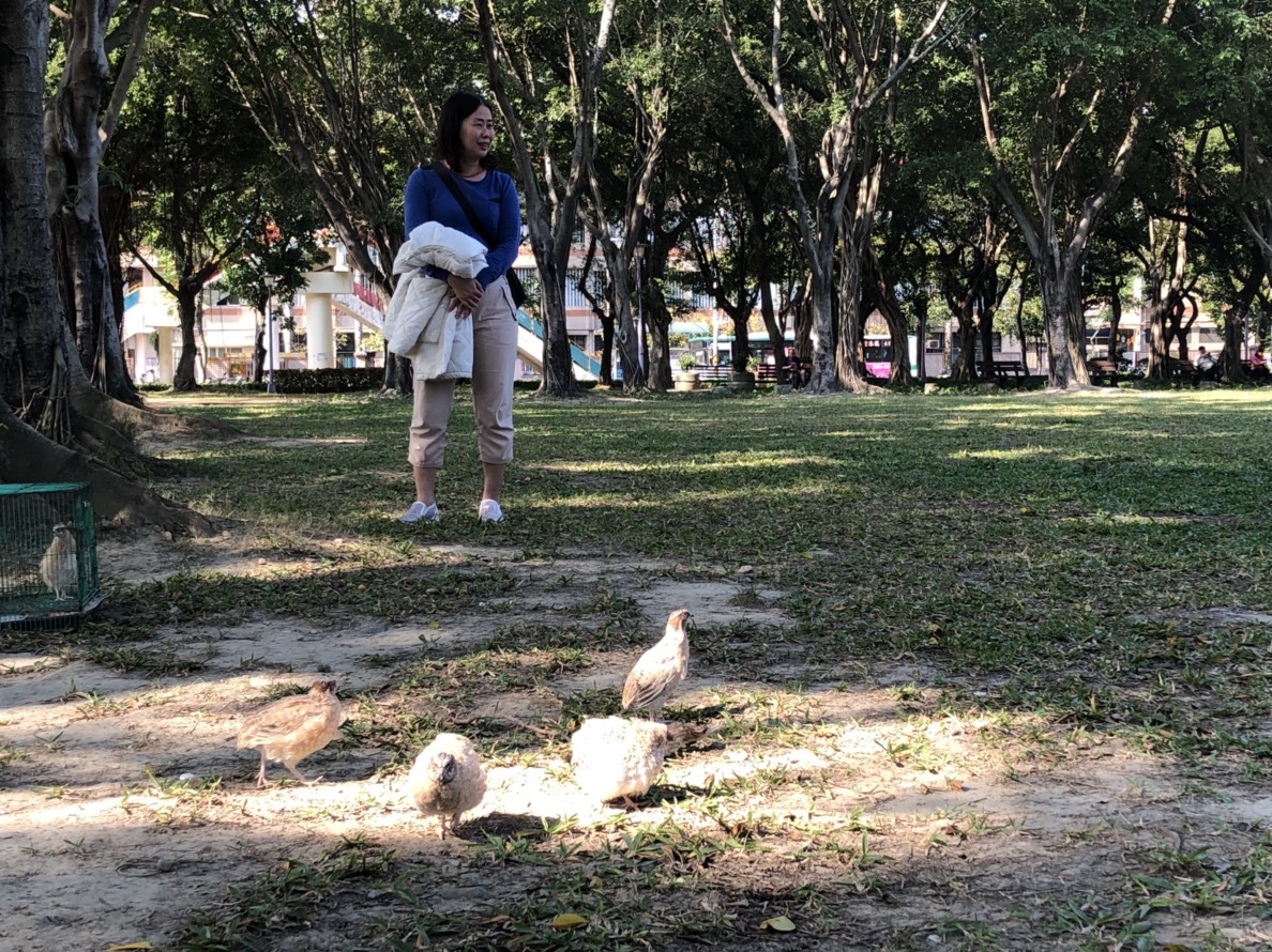 鵪鶉於公園草皮活動。圖/王貴美提供
