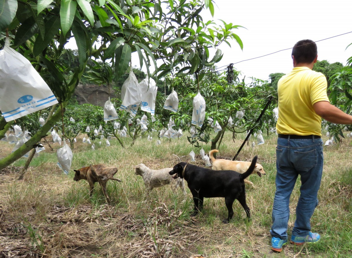 果農代養中華民國保護動物協會「狗來富」專案的流浪狗，果園成為牠們「施肥」的好場所。