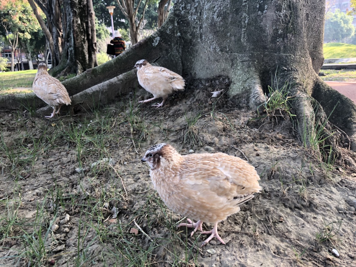 王貴美在公園遛鵪鶉時,曾被當成野生動物。圖/王貴美提供