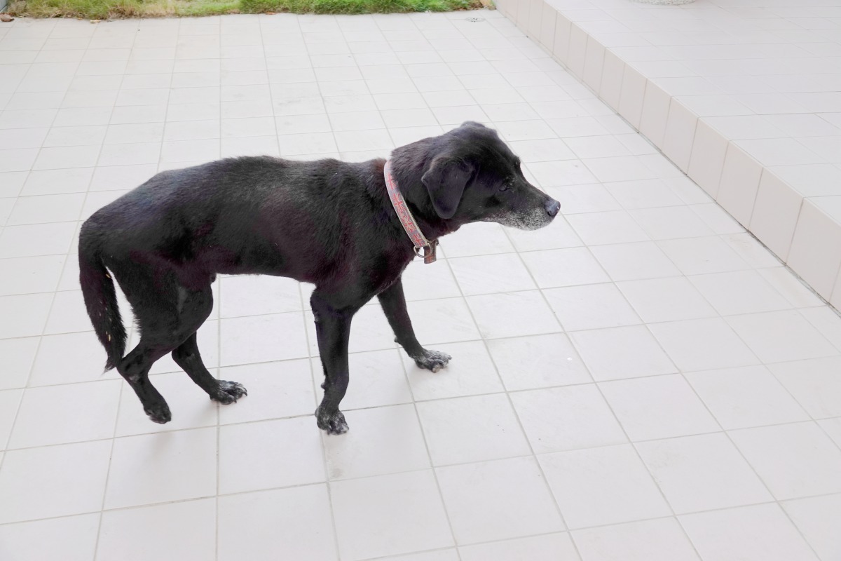 經獸醫師診治，阿仔已能走路。高維奇／攝