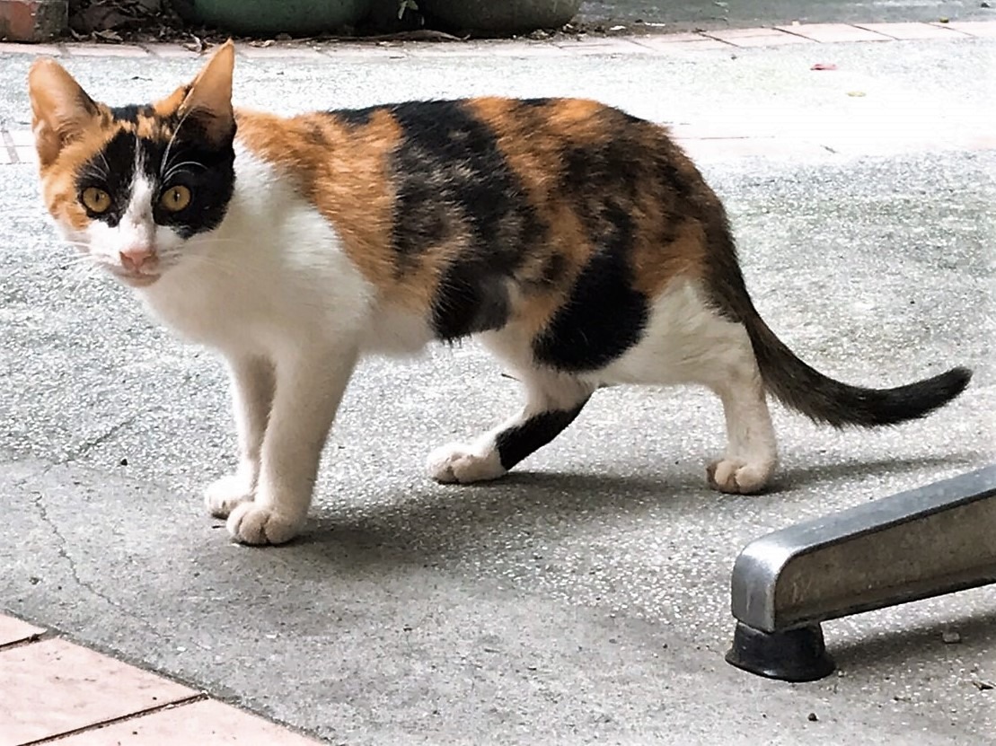 若是想認養永昌里的小貓，可直接與里長聯絡。志工會協助了解幼貓的個性，並且嚴格追蹤後續認養的狀況，請記住：不棄養。（圖片／老郭提供）