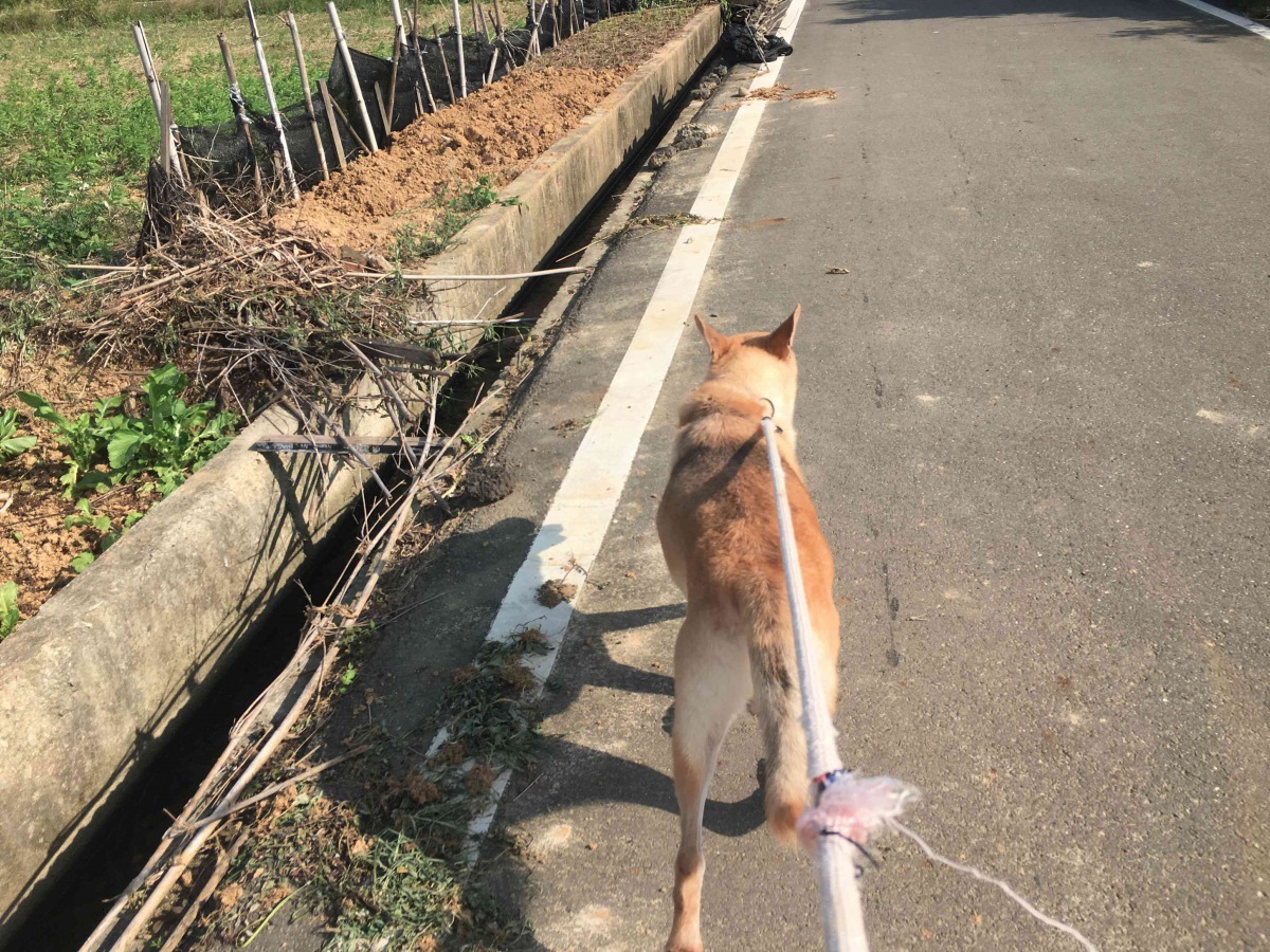 出門兜風是狗狗最快樂的時光。（圖片／桃園新屋收容所溜狗志工團提供）