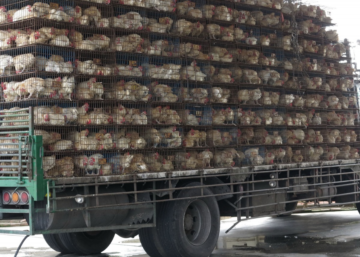 農曆春節即將到來，肉品需求高。高維奇/攝