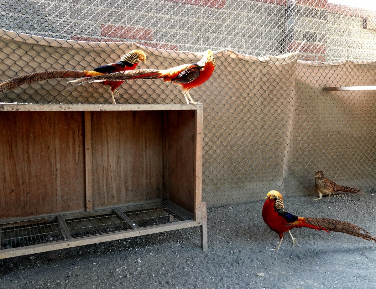 鍾鴻麟養的1母3公的金雞組合，公雞常爭交配權打架，母雞常畏縮在牆角。高維奇／攝