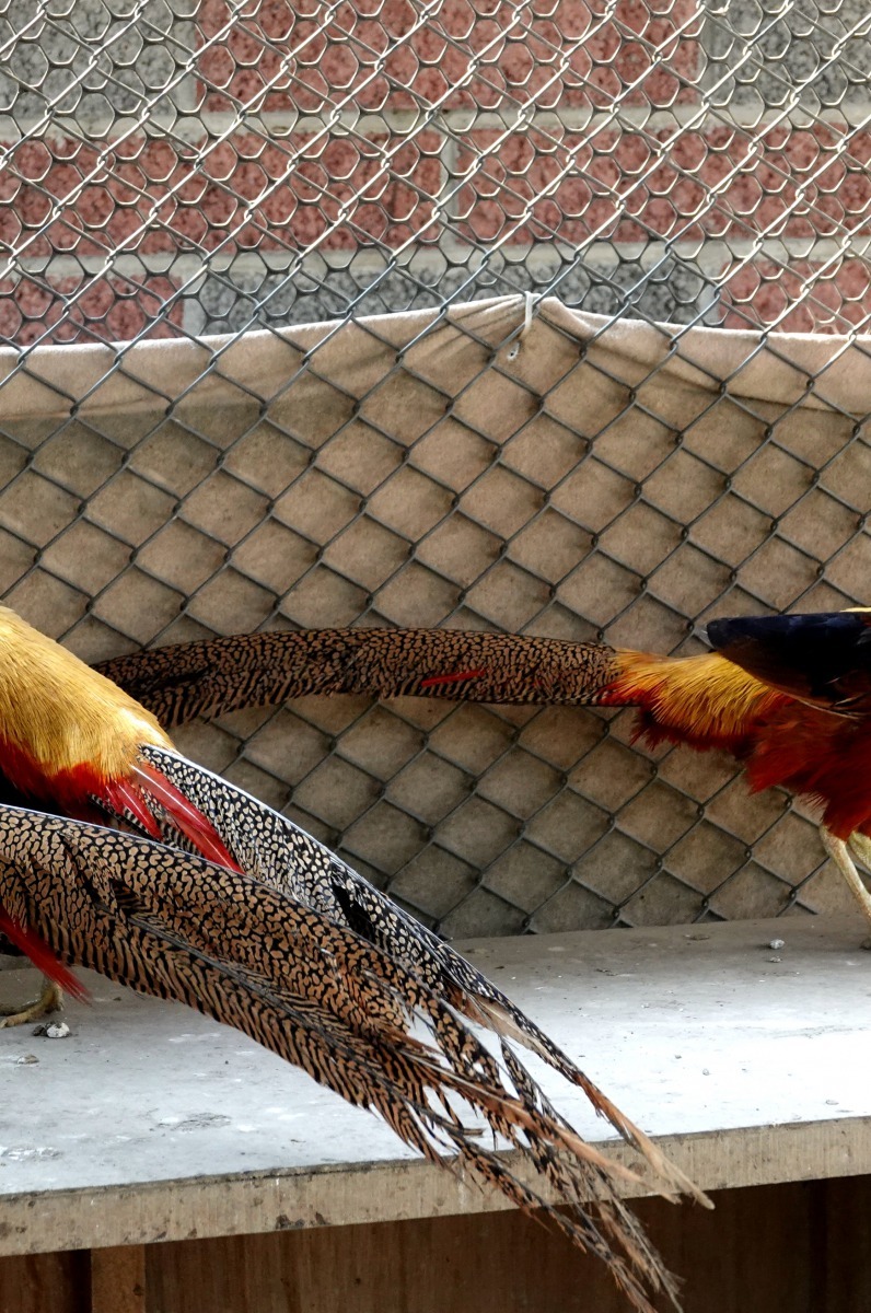 公雞打架使得原本華麗的尾羽折損。高維奇/攝