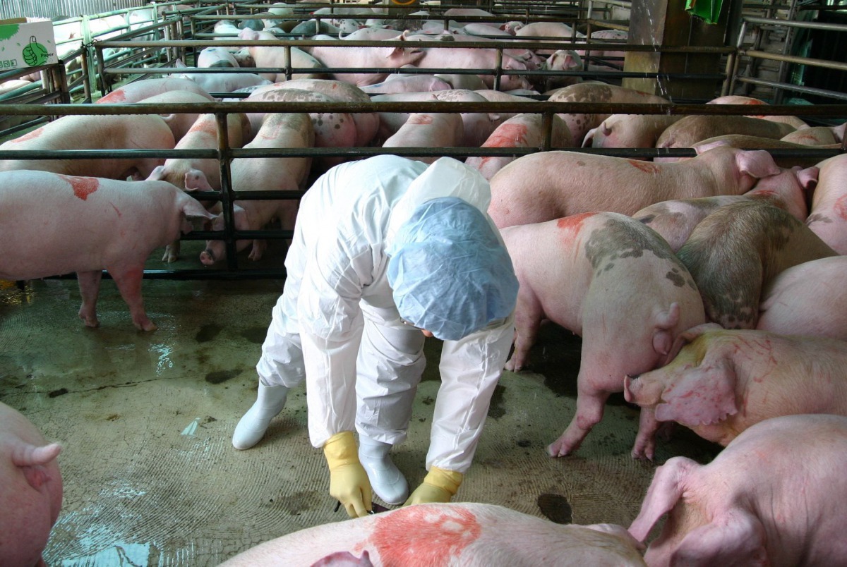 獸醫師在豬隻拍賣市場抽驗瘦肉精等藥物殘留，防止上市前仍有殘留情形。高維奇/攝