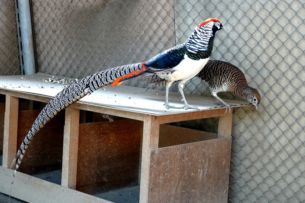 這對銀雞採一夫一妻制就相安無事。高維奇/攝