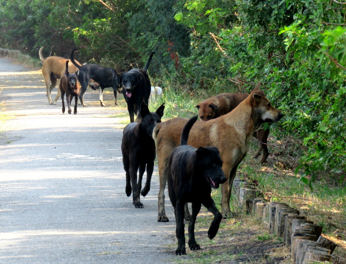 疏縱犬隻會衍發許多動保案件引發民怨。高維奇／攝