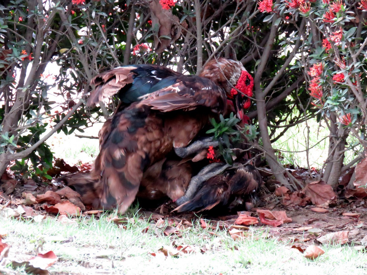 公鴨多於母鴨,常發生兩隻公鴨爭交配而堆疊的場面。高維奇/攝