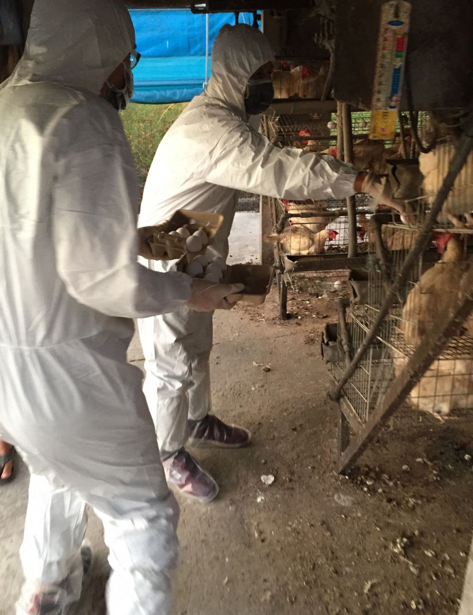 台南市動保處進行蛋雞場動物用藥監測。圖/台南市動保處提供