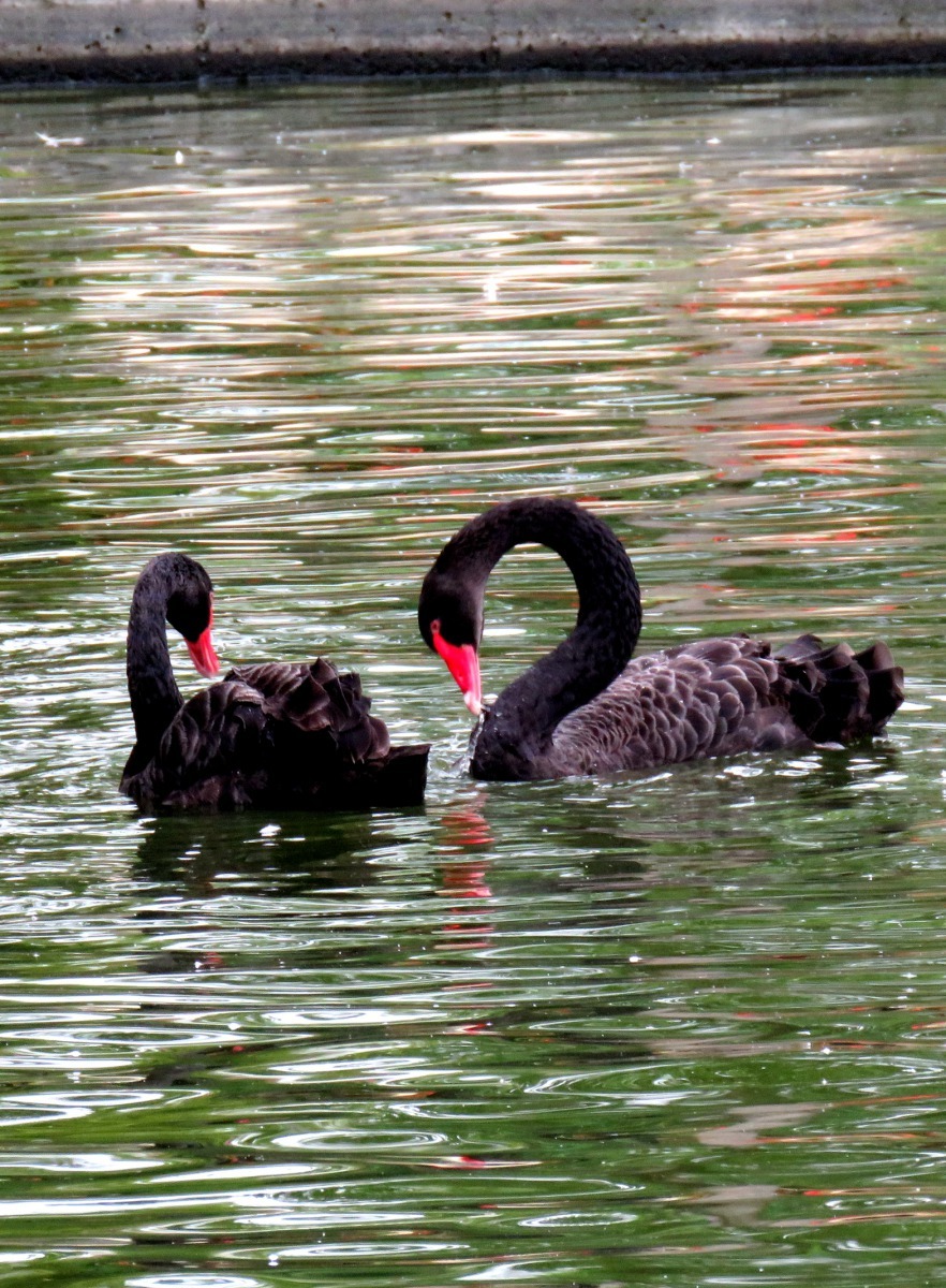 天鵝奉行一夫一妻制,在人類飼養的家禽中並不多見。高維奇/攝