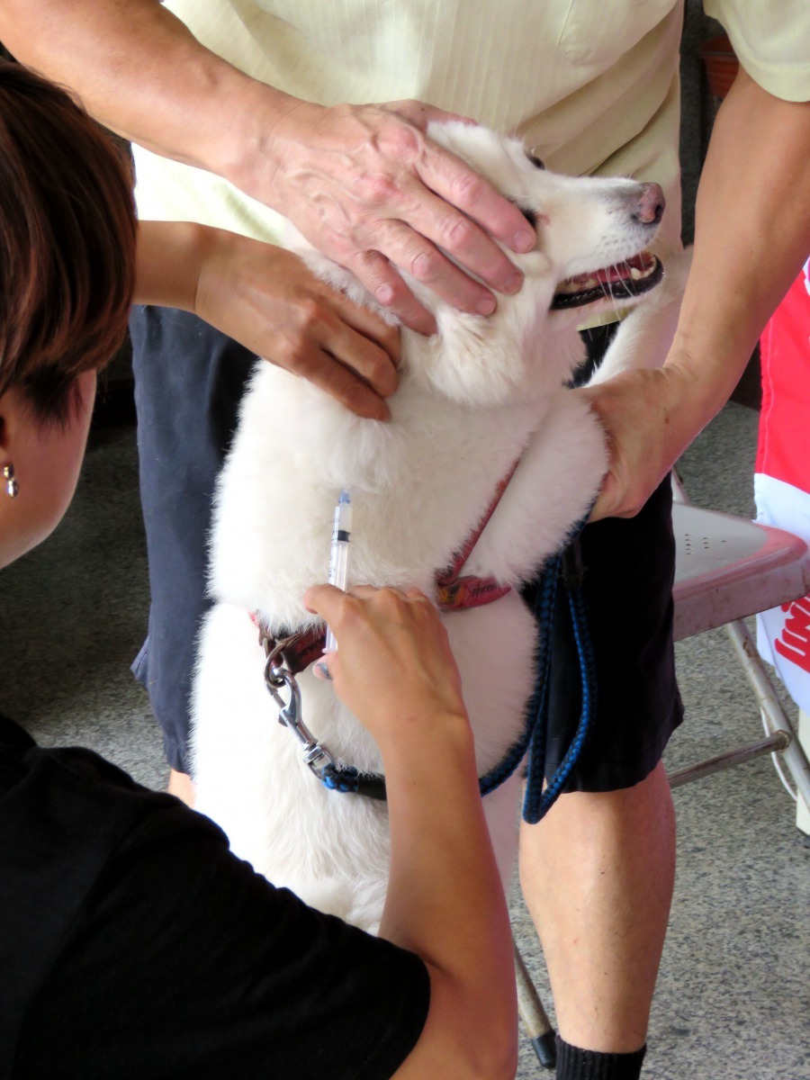 動保處採取下鄉巡迴注射的方式，來方便民眾就近帶犬貓來施打疫苗。高維奇／攝