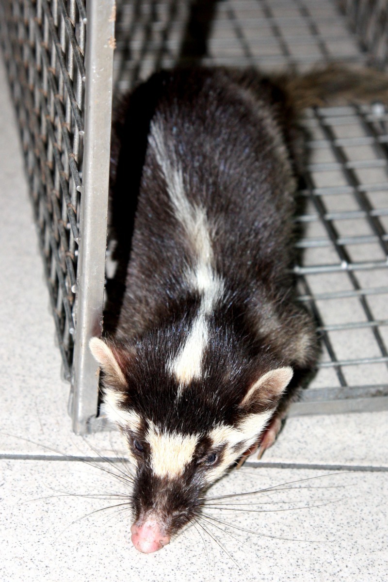 自102年台灣發生鼬獾狂犬病以來，仍有傳出人被染狂犬病的鼬獾咬傷的案例。高維奇／攝