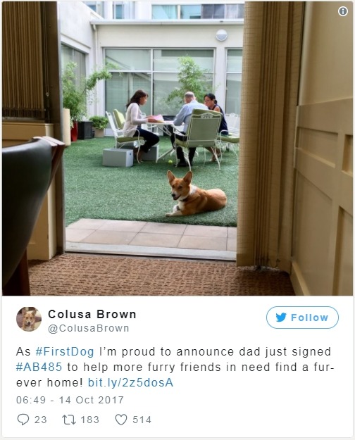 圖為被譽為加州第一家犬的加州州長愛犬科盧薩，牠在Twitter上宣布州長布朗簽署了打擊小狗繁殖場的新法。