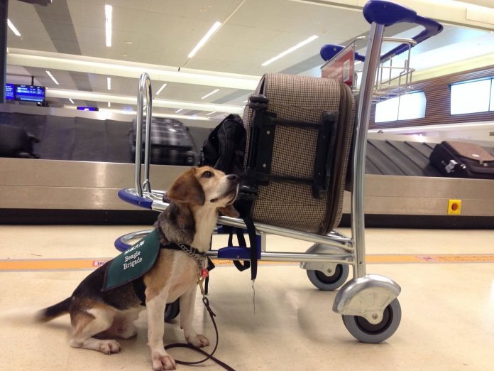 檢疫犬每天在機場負責把關防堵非洲豬瘟進入台灣，工作非常辛苦。取自/防檢局臉書