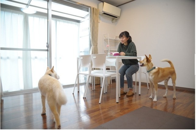 雖然以和浪犬生活作為主打，但Wans Heim的設備與裝潢絲毫不馬虎，讓住戶與狗狗都能在這裡舒服地生活。圖片來源／Wans Heim