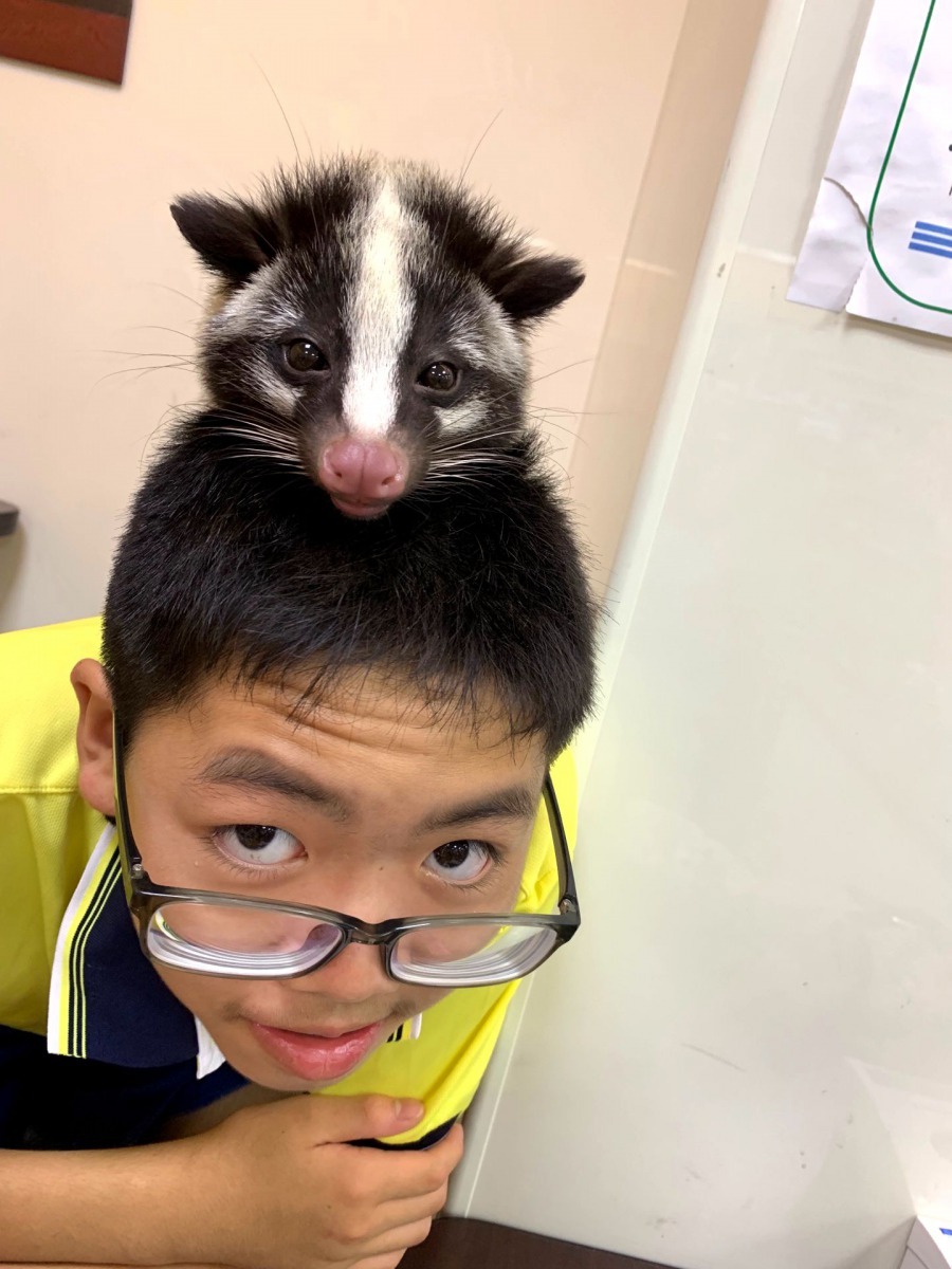 雖然養到乖巧的千千， 王艷不鼓勵周遭的朋友養果子狸當寵物。圖／王艷提供