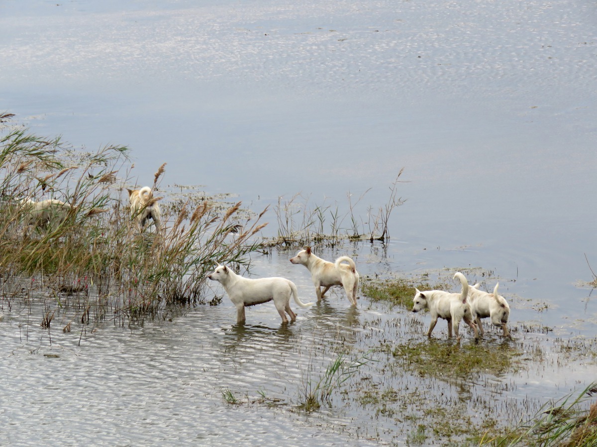 流浪狗群在濕地活動追趕驚擾野鳥。高維奇／攝