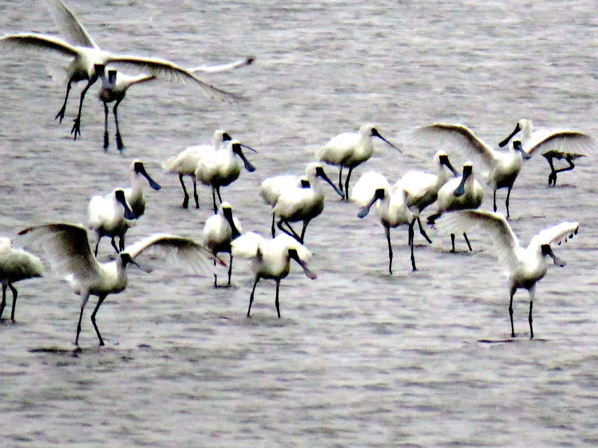 今年9月首批黑琵飛抵台南七股主棲地後，陸續有黑琵來台度冬。高維奇／攝