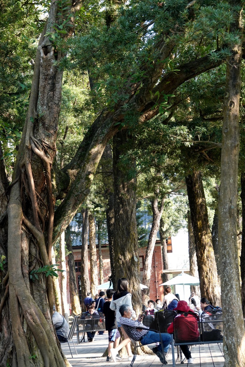 博物館主建築前庭高大老樹蟲鳴鳥叫生機盎然，樹下休息是遊客的最愛。高維奇／攝