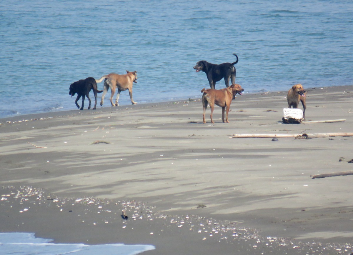 河流出海口也會有流浪狗聚集。高維奇／攝