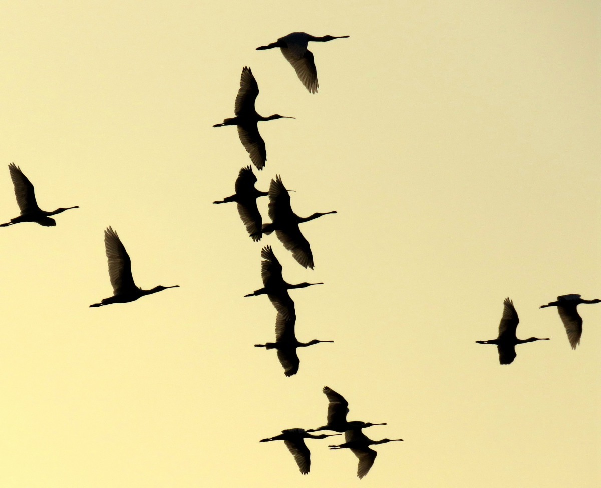 黃昏觀賞黑琵飛翔別有一番景致。高維奇／攝