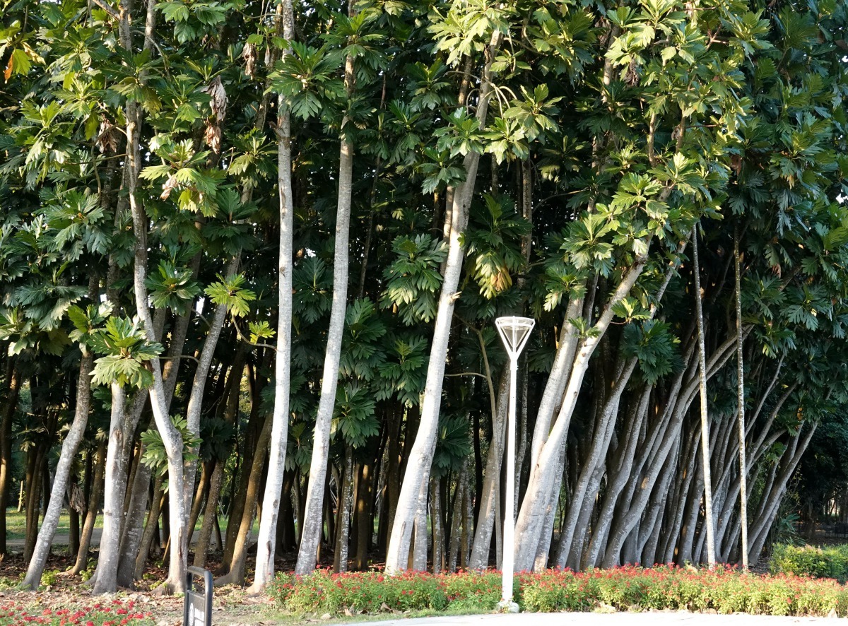 早年苗圃人員擺放的苗木而今成為迷你森林。高維奇／攝