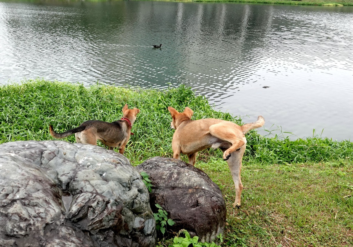 這兩隻狗小便時緊盯著水中的水鳥。高維奇／攝