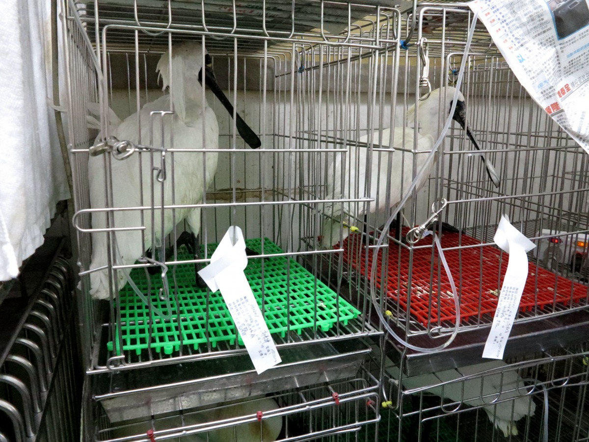 賞鳥期間因生病被送往急救的黑琵。高維奇／攝